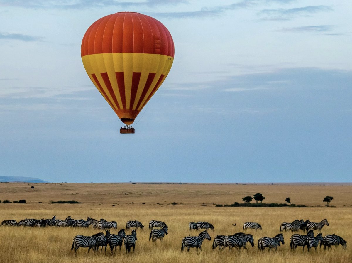 A hot-air balloon drifting above zebra on the African plains