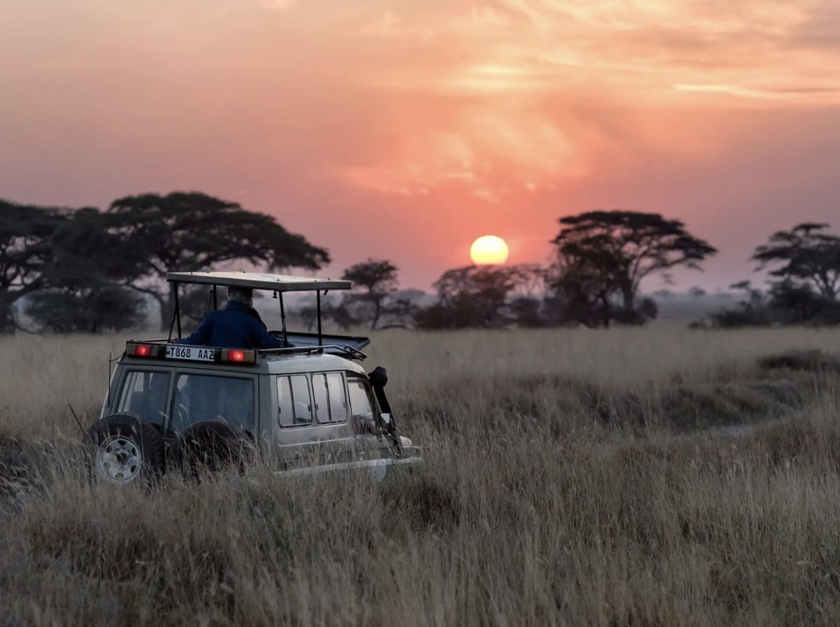 A safari vehicle in tall grass beneath a setting sun and acacia trees